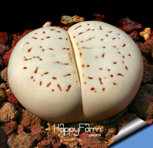 Cactus Seeds - Celestial Bonsai, Potted Plants, Anti-Radiation, Easy Grow - Home & Garden Planting
