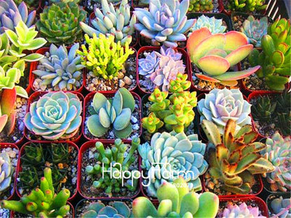 Succulent & Cactus Seeds Mix - Lithops, Bonsai Plants for Home Garden, Pots & Balcony - Easy Grow!