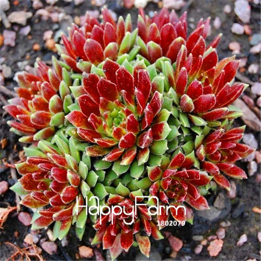 Genuine Hens & Chicks Succulent Seeds - Sempervivum Hybridum Mix, Bonsai Plant Flower Seeds for Home Garden