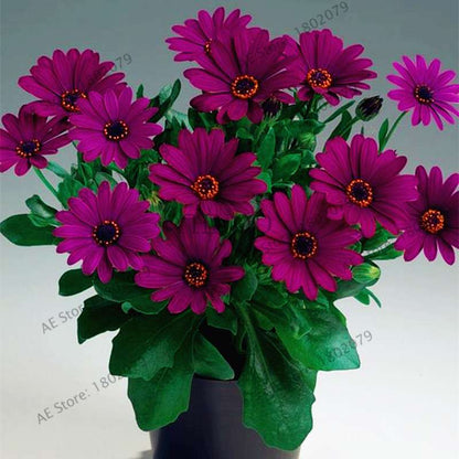 African Blue Eyed Daisy Seeds - Osteospermum Bonsai Flower Seeds for Home Garden & Potted Plants