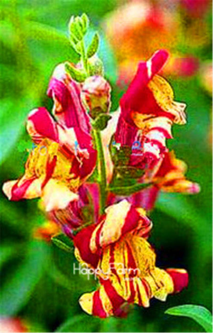 Rare Black Rose Snapdragon Seeds - Exotic Death Flower Plant for Garden