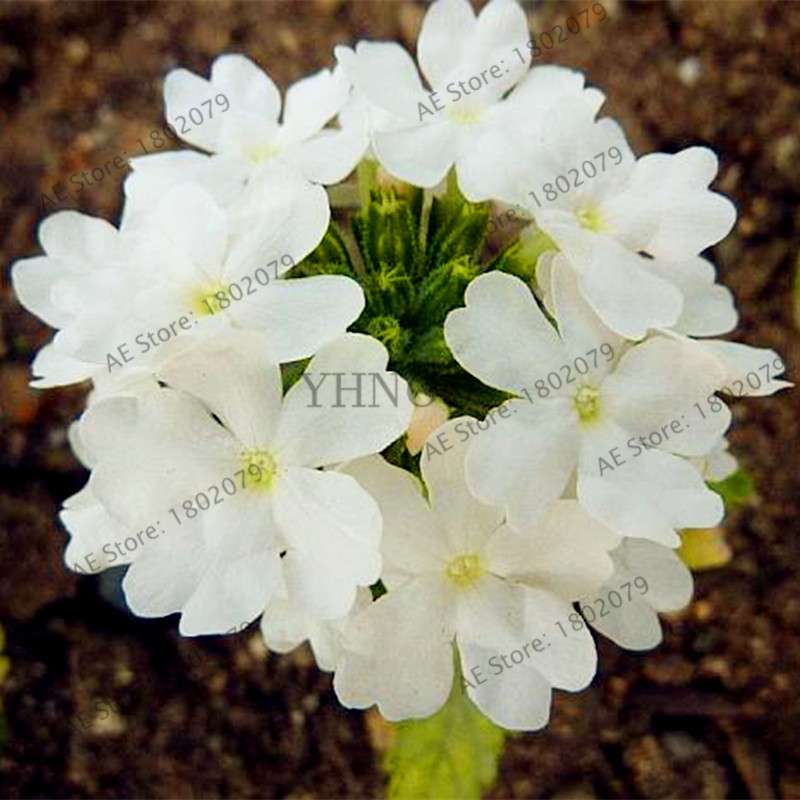 Mixed Color Verbena Hybrida Seeds - Easy to Grow Bonsai Flowers for Home & Garden Planting