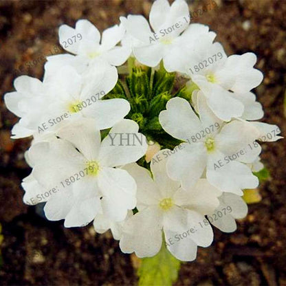 Mixed Color Verbena Hybrida Seeds - Easy to Grow Bonsai Flowers for Home & Garden Planting