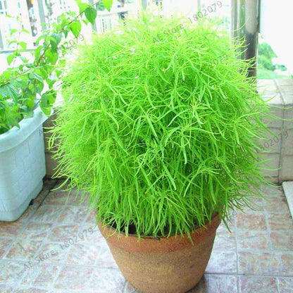 Burning Bush Grass Seeds - Fast Growing, Hardy Kochia Scoparia | Summer Cypress, Easy to Grow Garden Seeds