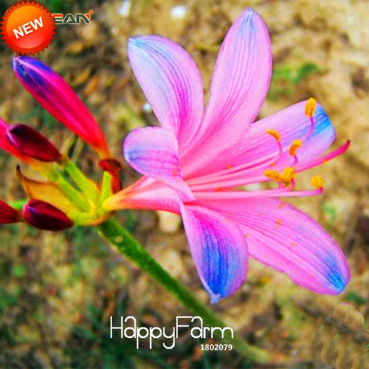 Blue & Pink Lycoris Radiata Seeds - Perennial Flower Seeds for Planting, Potted Garden