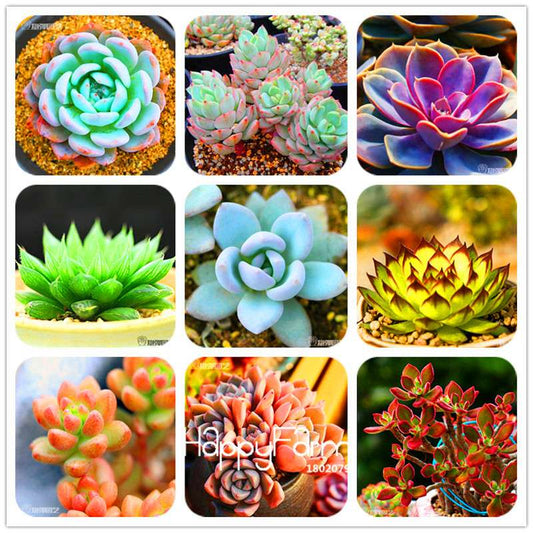 Succulents Seeds - 99 Varieties, Lithops & Bonsai Plants for Office - Easy to Grow, Bulk Pack