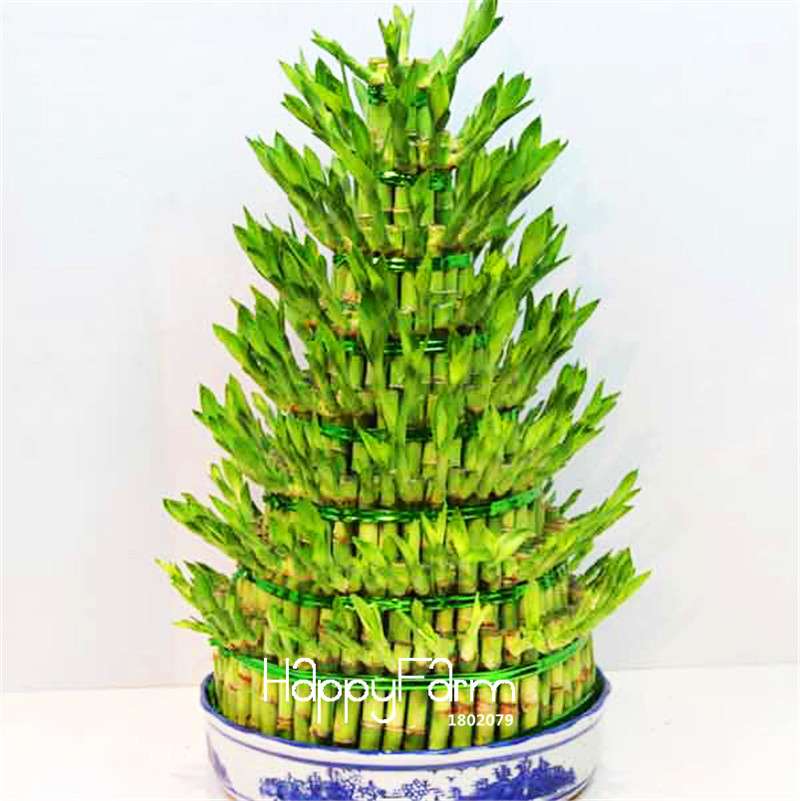 Lucky Bamboo Seeds for DIY Potted Plants - Grow Dracaena Prosperity Tower, Home & Garden Decor