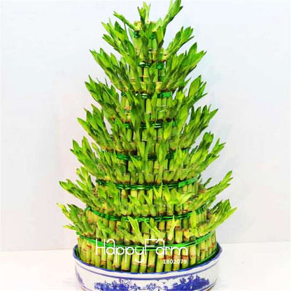 Lucky Bamboo Seeds for DIY Potted Plants - Grow Dracaena Prosperity Tower, Home & Garden Decor