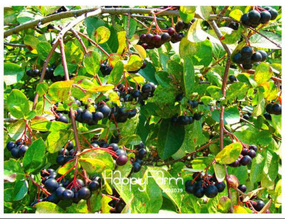 Aronia Viking Fruit & Veggie Seeds - DIY Home Garden, Bonsai Planting Kit | Non-GMO, Easy Grow