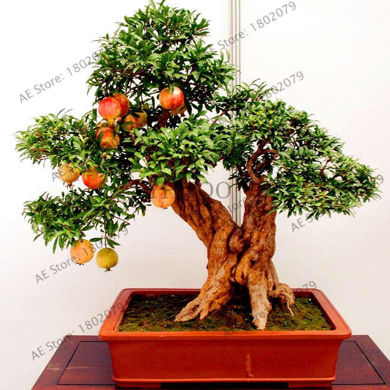 Mini Pomegranate Seeds - Japanese Dwarf Fruit Bonsai for Home Garden Planting | Fast-Growing