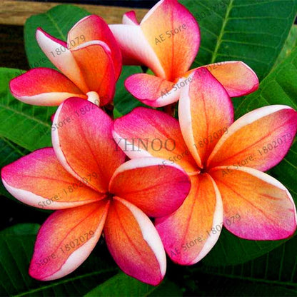 Mixed Color Frangipani Plumeria Seeds - Perennial Bonsai Plant for Home & Garden Planting