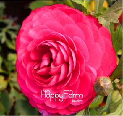 Ranunculus Asiaticus Bonsai Flower Seeds - DIY Home Garden Planting Kit