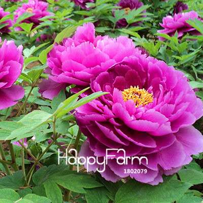 Yellow Peony Seeds for Planting - Potted Bonsai Flower Seeds for Home Garden