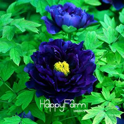 Yellow Peony Seeds for Planting - Potted Bonsai Flower Seeds for Home Garden