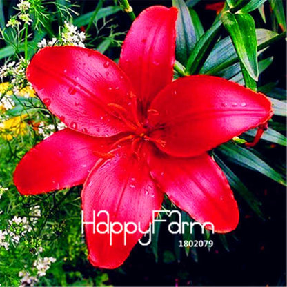 Lily Flower Seeds - Easy to Grow Bonsai Plants for Home & Garden | Fast Blooming