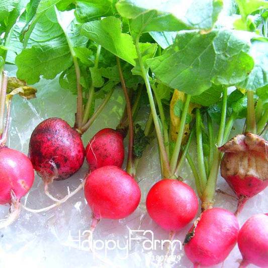 Organic Non-GMO Red Radish Seeds - Fresh Garden Vegetable Seeds for Home Planting