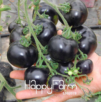 INDIGO ROSE Black Tomato Seeds - Heirloom, Non-GMO, High Yield Vegetable Seeds for Home Garden