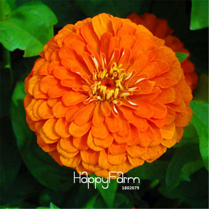 Premium Zinnia Seeds Mix - 24 Varieties, - Rare Colorful Flowers for Indoor & Outdoor Gardens