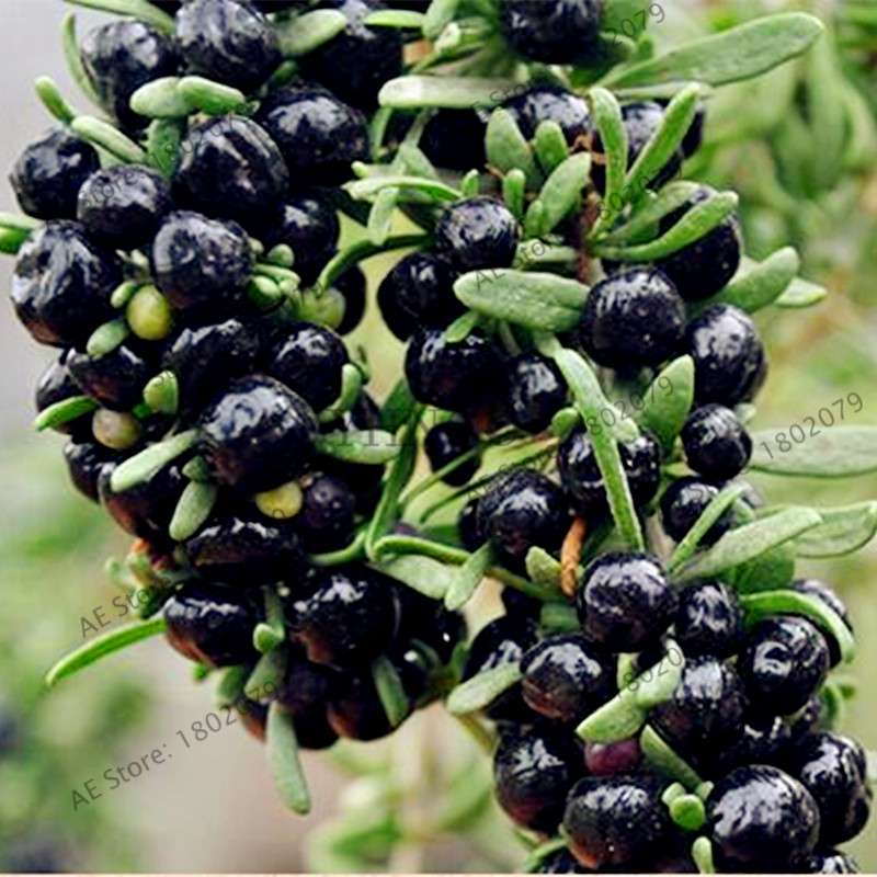 Organic Goji Berry Seeds - Non-GMO Heirloom Wolfberry for Home Garden Planting DIY