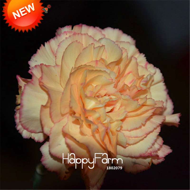 Black Carnation Flower Seeds - Rare Dianthus Bonsai Plants for Home Garden, Unique & Exotic Blooms