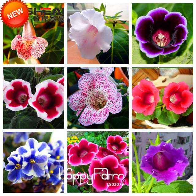 Gloxinia Seeds - Vibrant Perennial Sinningia Speciosa for Bonsai & Balcony Gardens - USA Grown