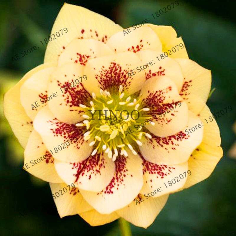 Christmas Rose Seeds (Helleborus Niger) - for Home, Courtyard & Bonsai Planting | Novelty Plant Gift