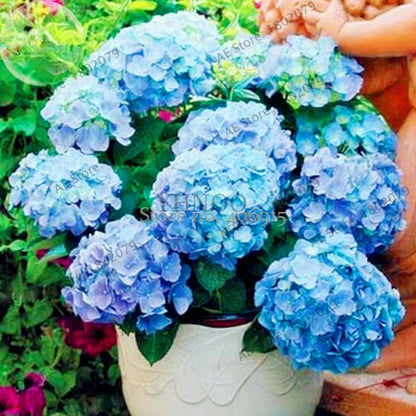 Hydrangea Bonsai Seeds - Perennial Wedding Flowers for Home & Garden - Easy to Grow