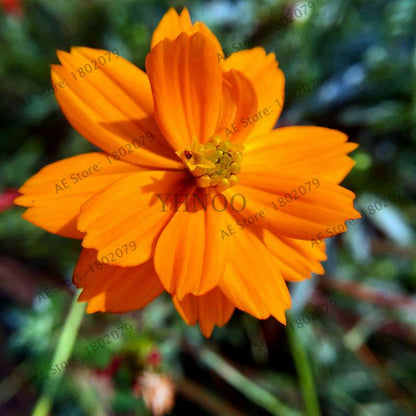Cosmos Flower Seeds - Mixed Bonsai Seeds for DIY Home & Garden Planting - Easy Grow