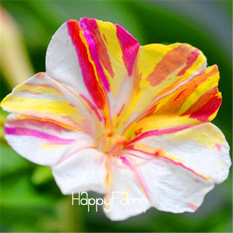 18 Varieties Jasmine Seeds - Fragrant & Ornamental Flowers for Garden Planting, Chinese Charm