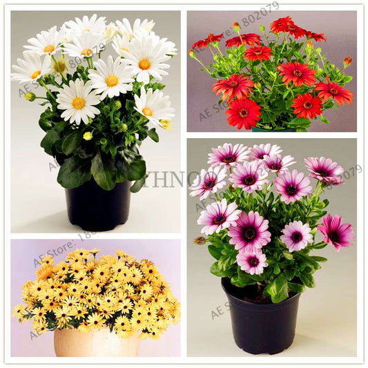 African Blue Eyed Daisy Seeds - Osteospermum Bonsai Flower Seeds for Home Garden & Potted Plants