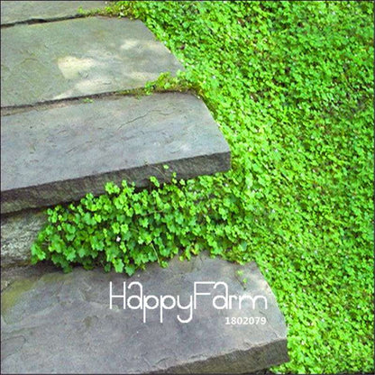 Ivy Seeds (Cymbalaria Muralis) - Easy Grow Bonsai & Home Garden Flower Seeds for DIY Planting
