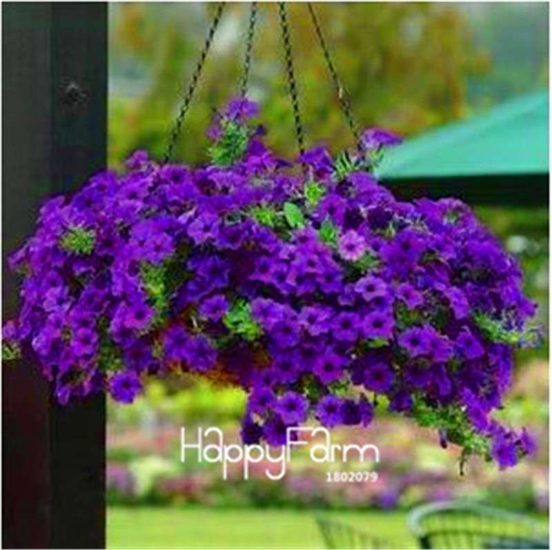 Fishing Petunia Seeds - Easy to Grow, Vibrant Hanging Flowers for Garden & Bonsai | Fast Shipping