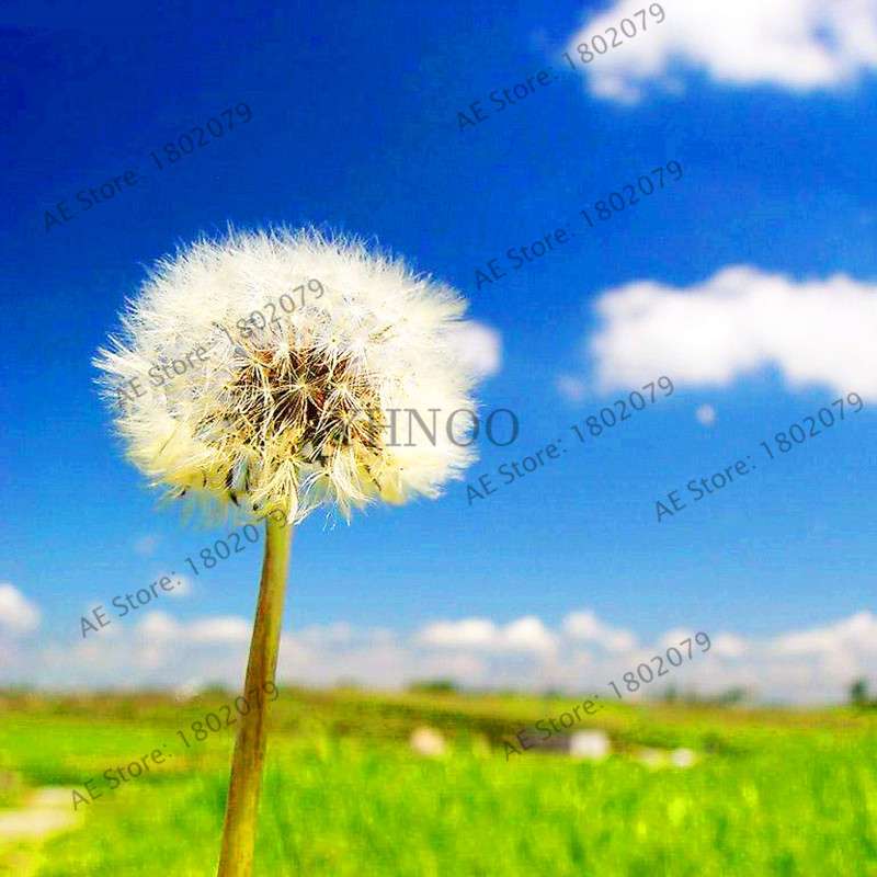 2025 Fresh Dandelion Seeds (Taraxacum Mongolicum) - Grow Your Own Bonsai Flowers | Fast US Shipping