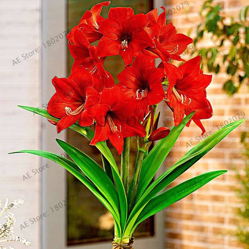Vibrant Amaryllis Flower Seeds - High Germination, Easy to Grow, Hippeastrum Rutilum