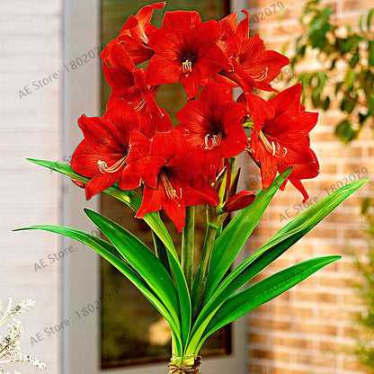 Vibrant Amaryllis Flower Seeds - High Germination, Easy to Grow, Hippeastrum Rutilum