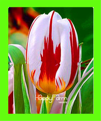 Dutch Tulip Flower Seeds - Potted Bonsai for Home & Garden Planting