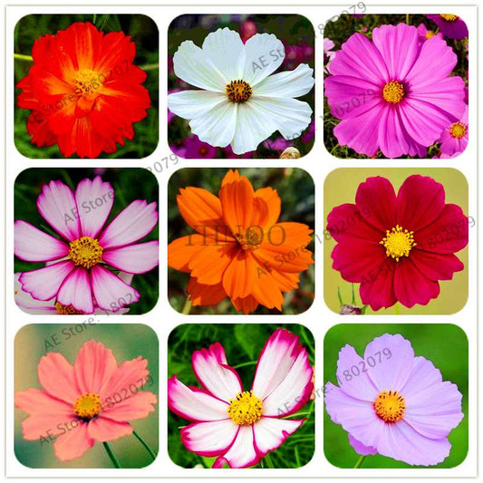 Cosmos Flower Seeds - Mixed Bonsai Seeds for DIY Home & Garden Planting - Easy Grow