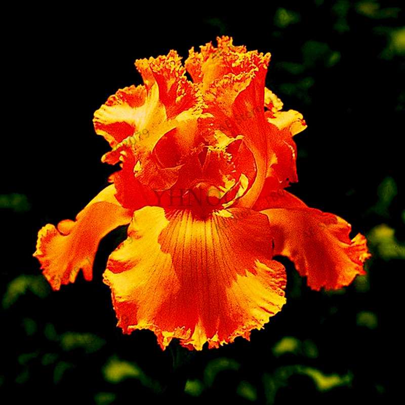 Mixed Color Bearded Iris Seeds - Rare Orchid-Like Flowers for Garden Planting, DIY Home Gardening