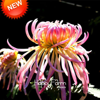 Rare Fireworks Orange Chrysanthemum Seeds - DIY Garden Flowers for Planting, Gifting & Home Decor
