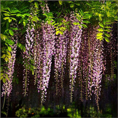 Rare Red Wisteria Seeds - Bonsai Tree Kit for Indoor Home Decor | Easy-Grow Mini Bonsai Plants