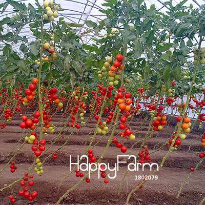 Giant Tomato Seeds for Home Garden - Sweet Pumpkin Tomato, Balcony & Container Planting