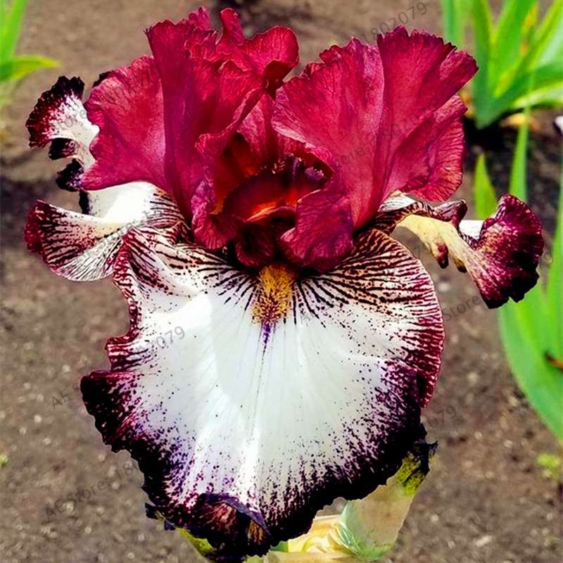 Mixed Color Bearded Iris Seeds - Rare Orchid-Like Flowers for Garden Planting, DIY Home Gardening