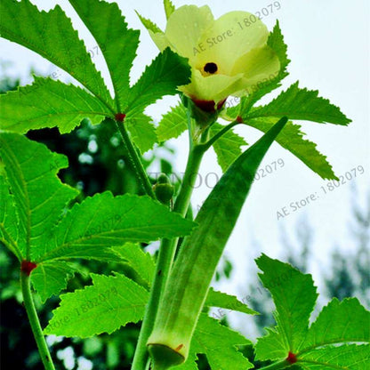 Organic Non-GMO Okra Seeds for Kidney Health - Fun Countryside Garden Supplies