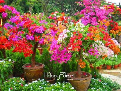 Colorful Bougainvillea Spectabilis Seeds - Mix Colors, Bonsai, Potted Plants, Wild Flower Seeds for Home Garden