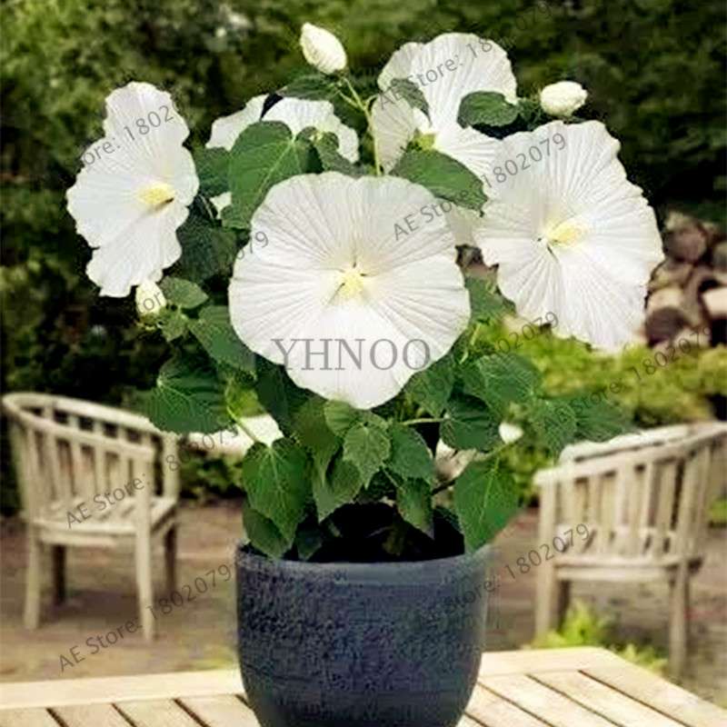 Colorful Bonsai Hibiscus Seeds - Perennial Flower for Home Garden Planting, Hibiscus Mutabilis