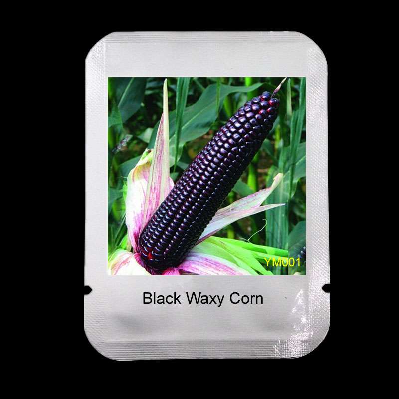 Organic Black Waxy Corn Seeds - Non-GMO Garden Vegetable Seeds for Home Planting, Healthy & Delicious