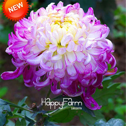 Orange Chrysanthemum Fireworks Flower Seeds - Bonsai Balcony Garden, Fast Shipping USA
