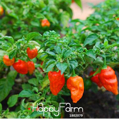 Organic India Devil Hot Chili Seeds - World's Hottest Pepper for Garden & Pots, Non-GMO, Homegrown