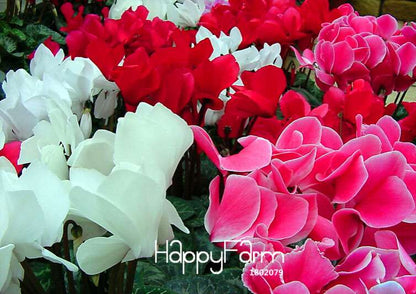Cyclamen & Primrose Flower Seeds for Planting - Fresh Garden Seedlings