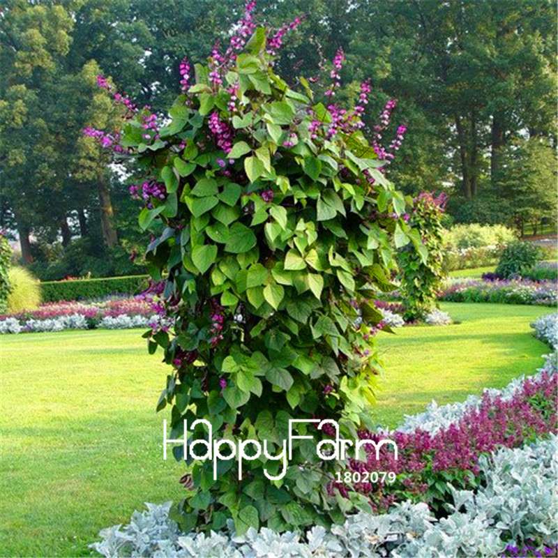 Hyacinth Bean Vine Seeds Pack - Beautiful Garden, Bonsai & Balcony Flowers - Home Planting